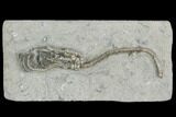 Crinoid (Pachylocrinus) Fossil - Crawfordsville, Indiana #122962-1